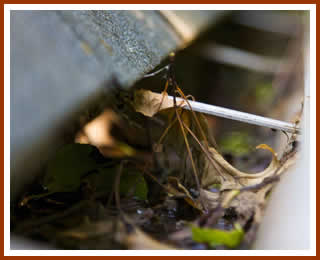 Gutter Cleaning Services